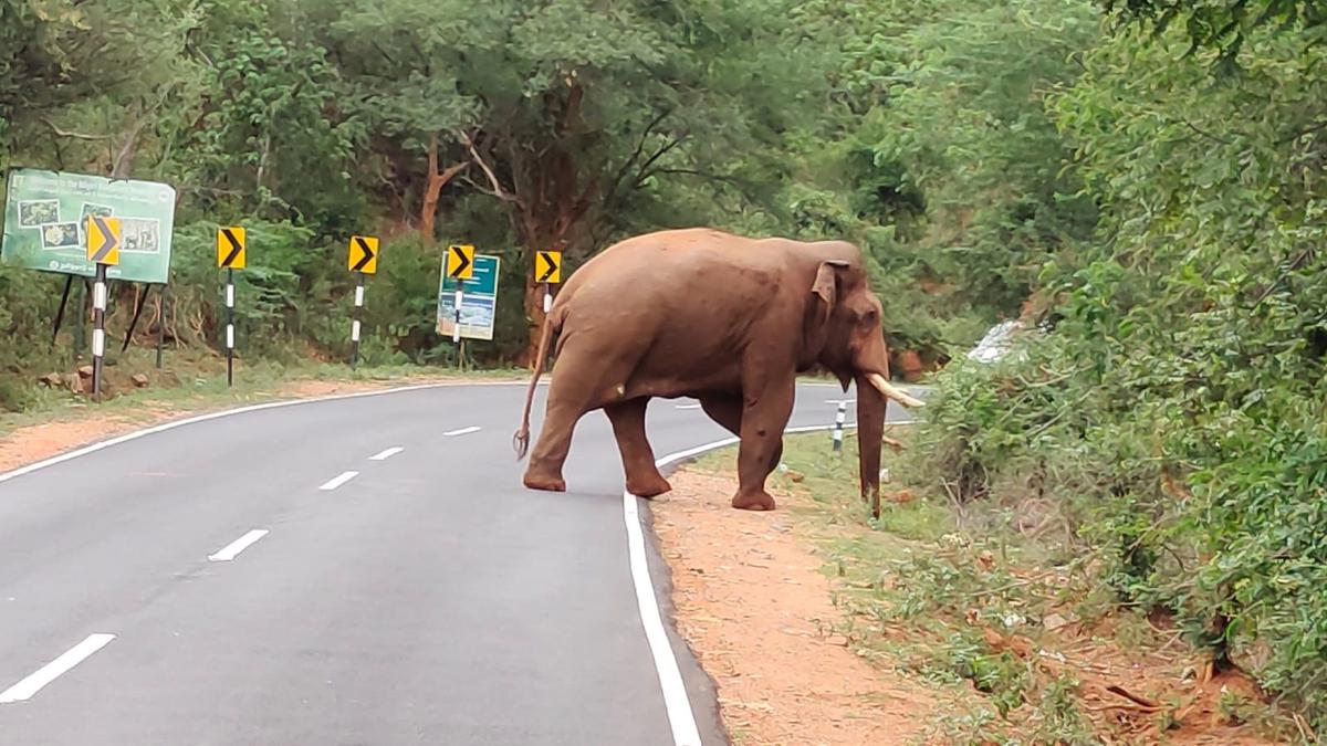 Forest Department ramps up search for Coimbatore’s famed tusker Baahubali spotted with injured mouth