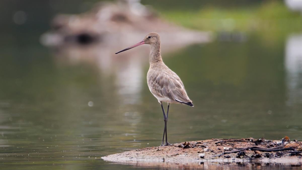 Black-tailed Godwit