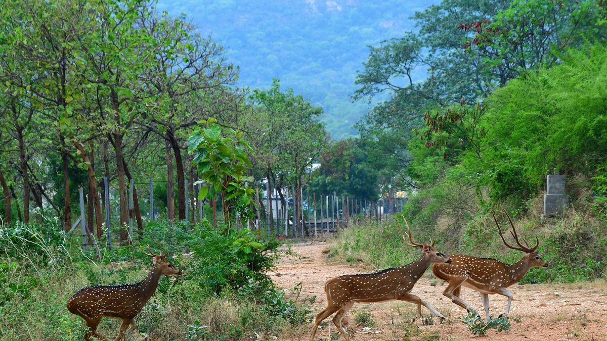 Spotted deer now head into semi-urban and rural pockets of Coimbatore