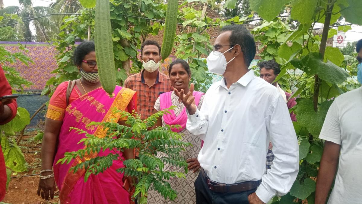SC farmers concentrate on natural farming in Andhra Pradesh’s Srikakulam district