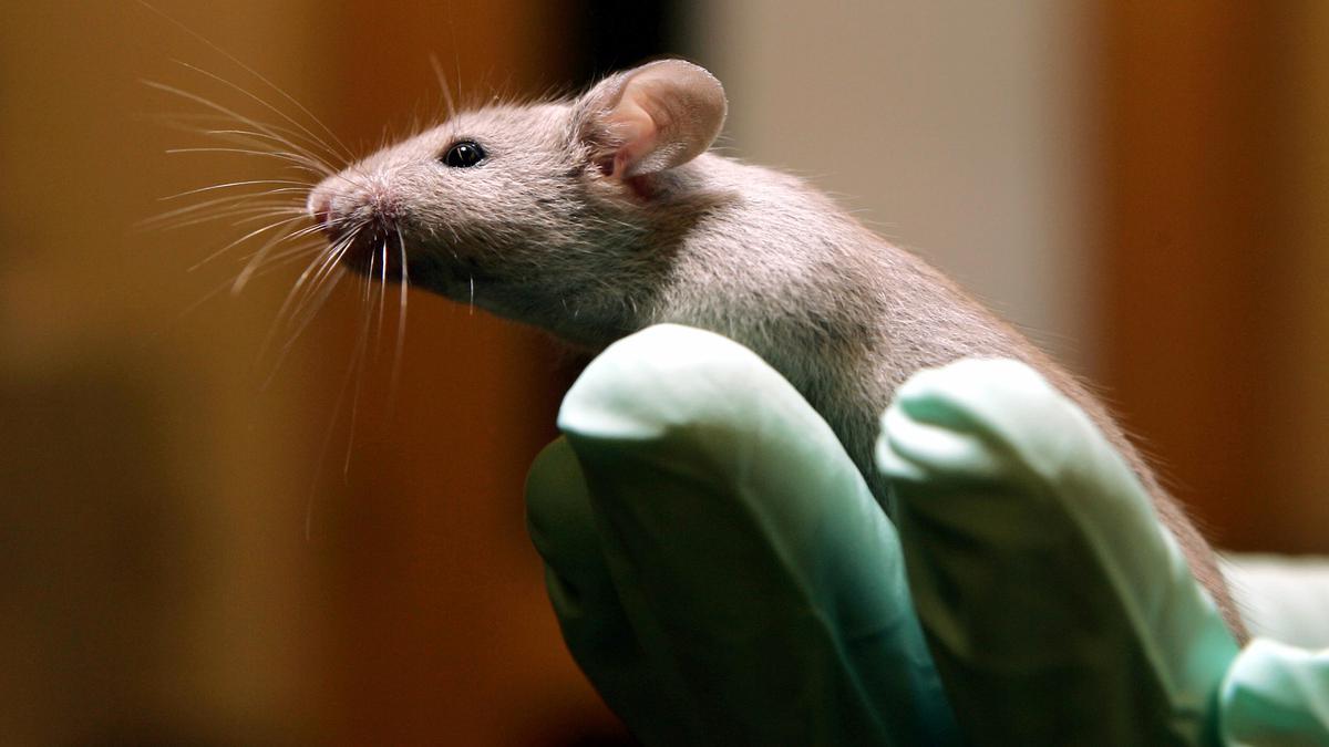 Animal use in drug research is alarmingly high, says CSIR-CCMB director