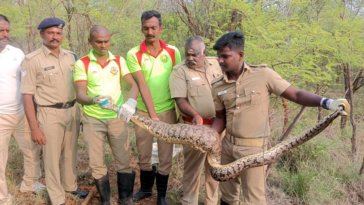 Indian rock python rescued, released into the wild - The Hindu