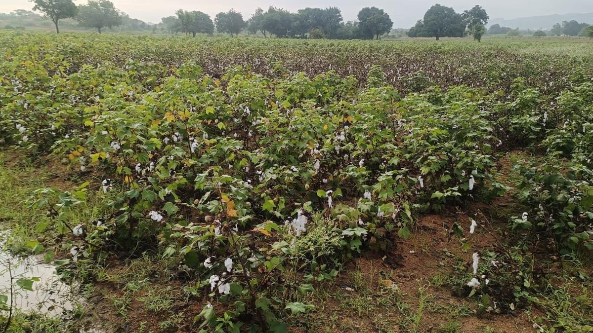 Cotton growers in Yadgir are facing loss as copious rainfall proves detrimental to crop