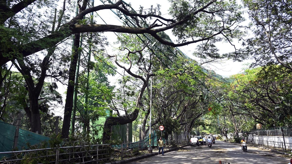 Traffic police recommend GBA to trim branches of 404 trees on arterial roads in Bengaluru