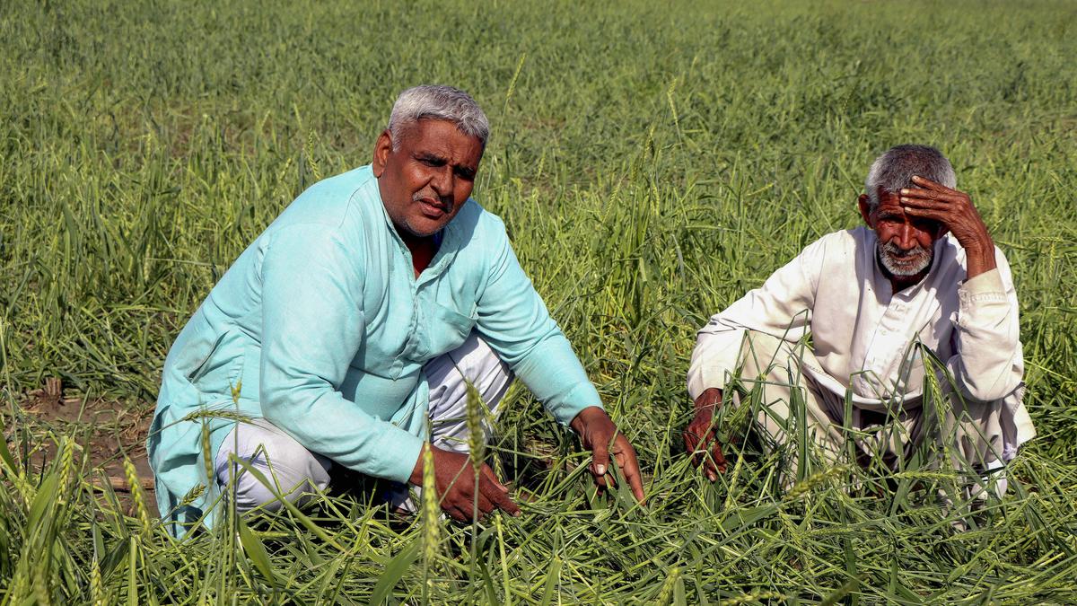 India's wheat, rapeseed ravaged by rain just before harvesting