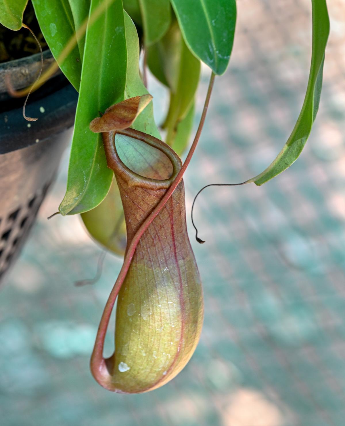 Pitcher plant, a type of carnivorous plant, at the Biodiversity Park which has more than 2,000 plant species and recently completed 23 years of its foundation, in Visakhapatnam.