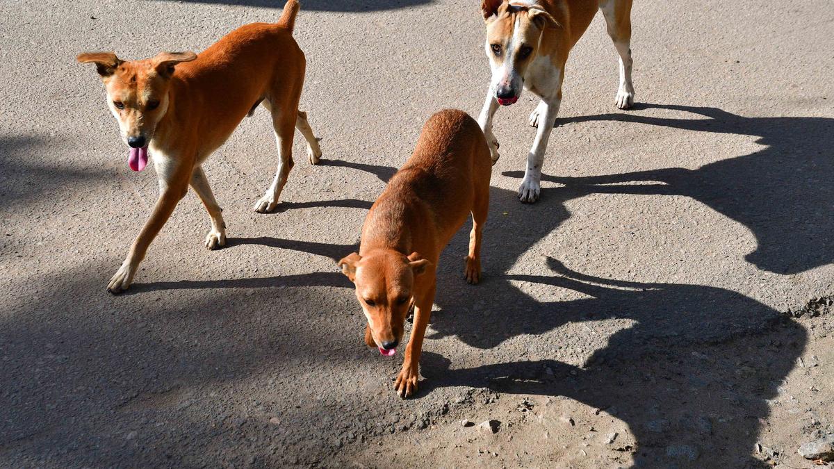 Concern over proliferation of street dog population persists in