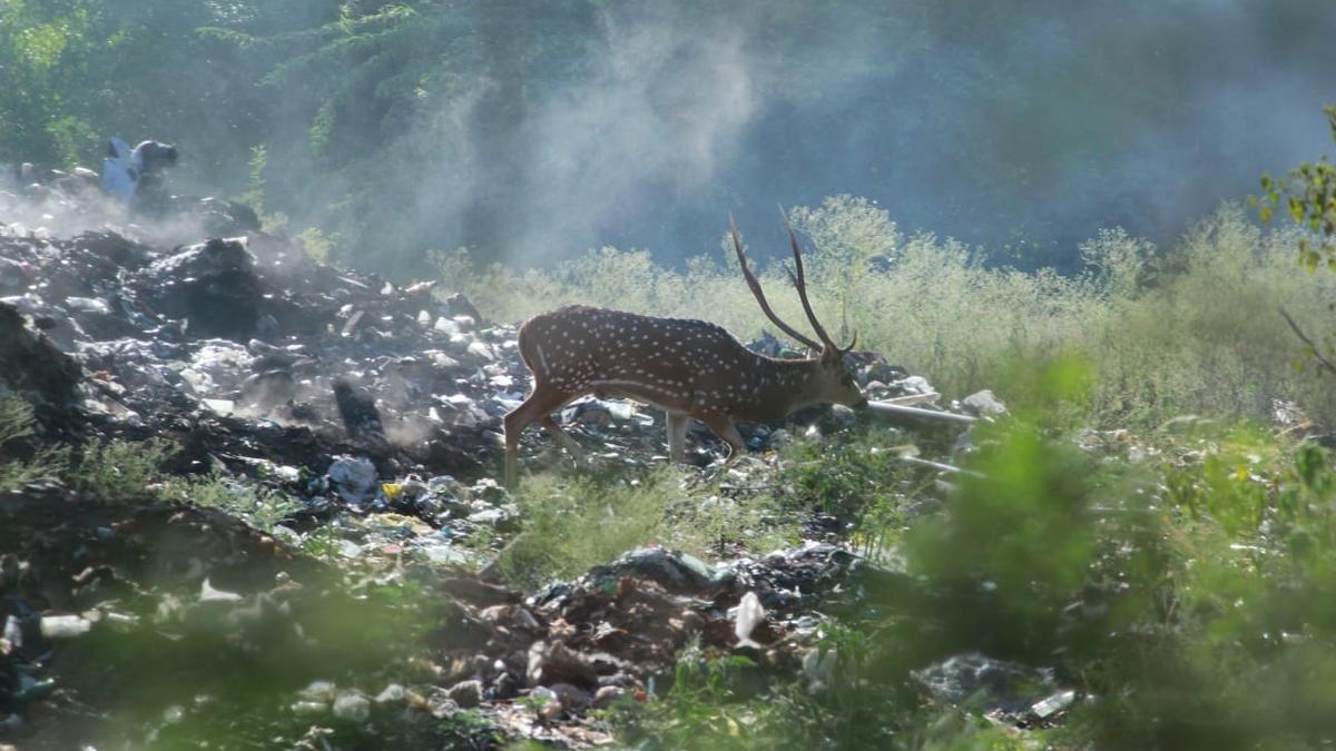 Elephants, deer rummage through garbage in dump yard at Maruthamalai foothills in Coimbatore