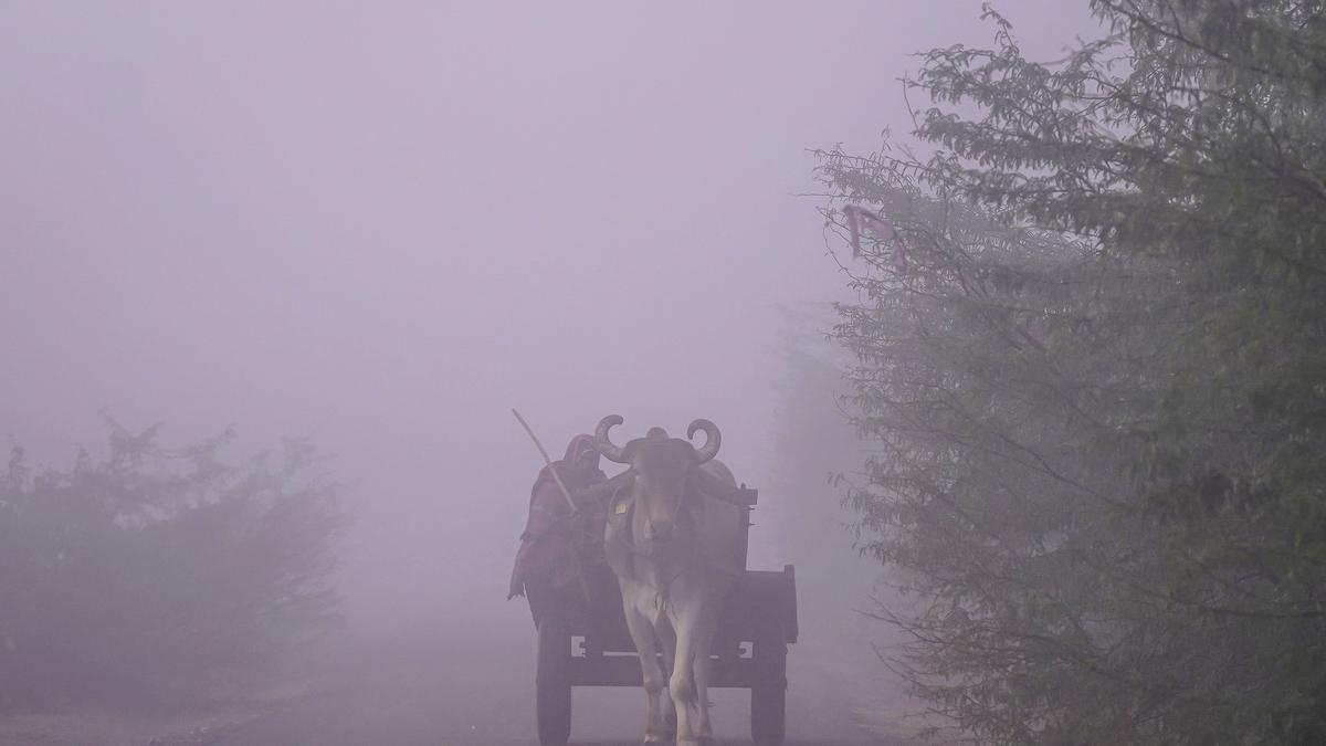 Cold conditions persist in Rajasthan, Nagaur shivers at 2.5°C 