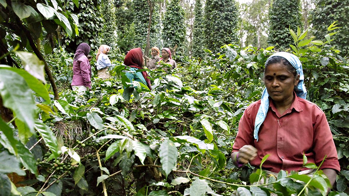 Dalit tied to tree, assaulted on charge of stealing coffee in Karnataka