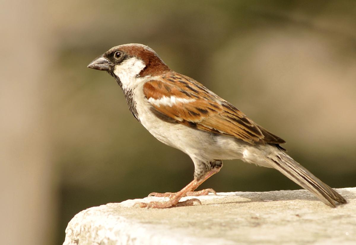 When did the mobile beak evolve in modern birds?
Premium