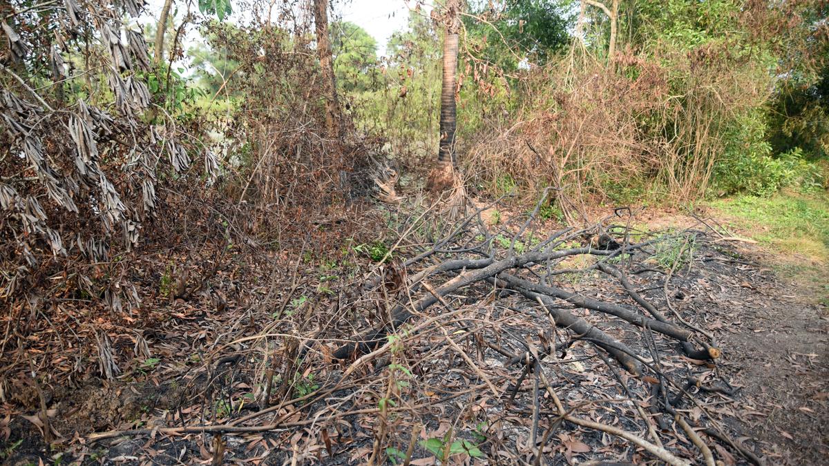 Activist allegedly assaulted for protesting against destruction of mangroves