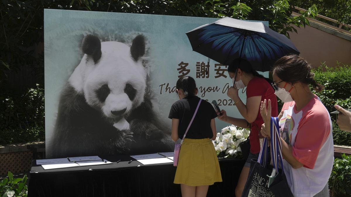 World's oldest male giant panda dies at age 35 in Hong Kong