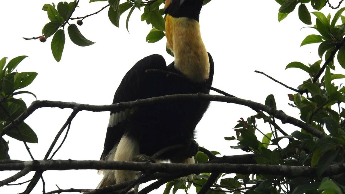 Rare Great Hornbill sighting in Ezhimala sparks hope for biodiversity
