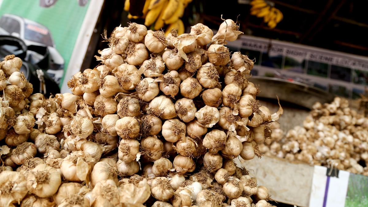 Price of Kanthalloor-Vattavada garlic plummets in Idukki