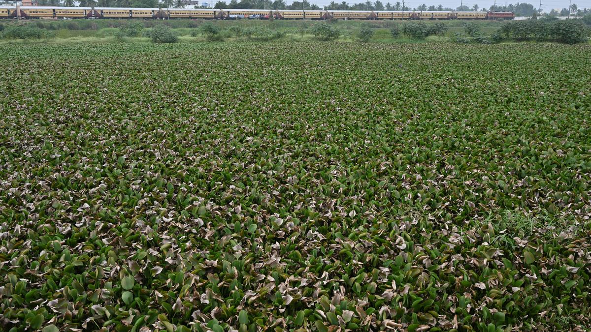 Tiruchi water bodies languish in neglect despite revival efforts