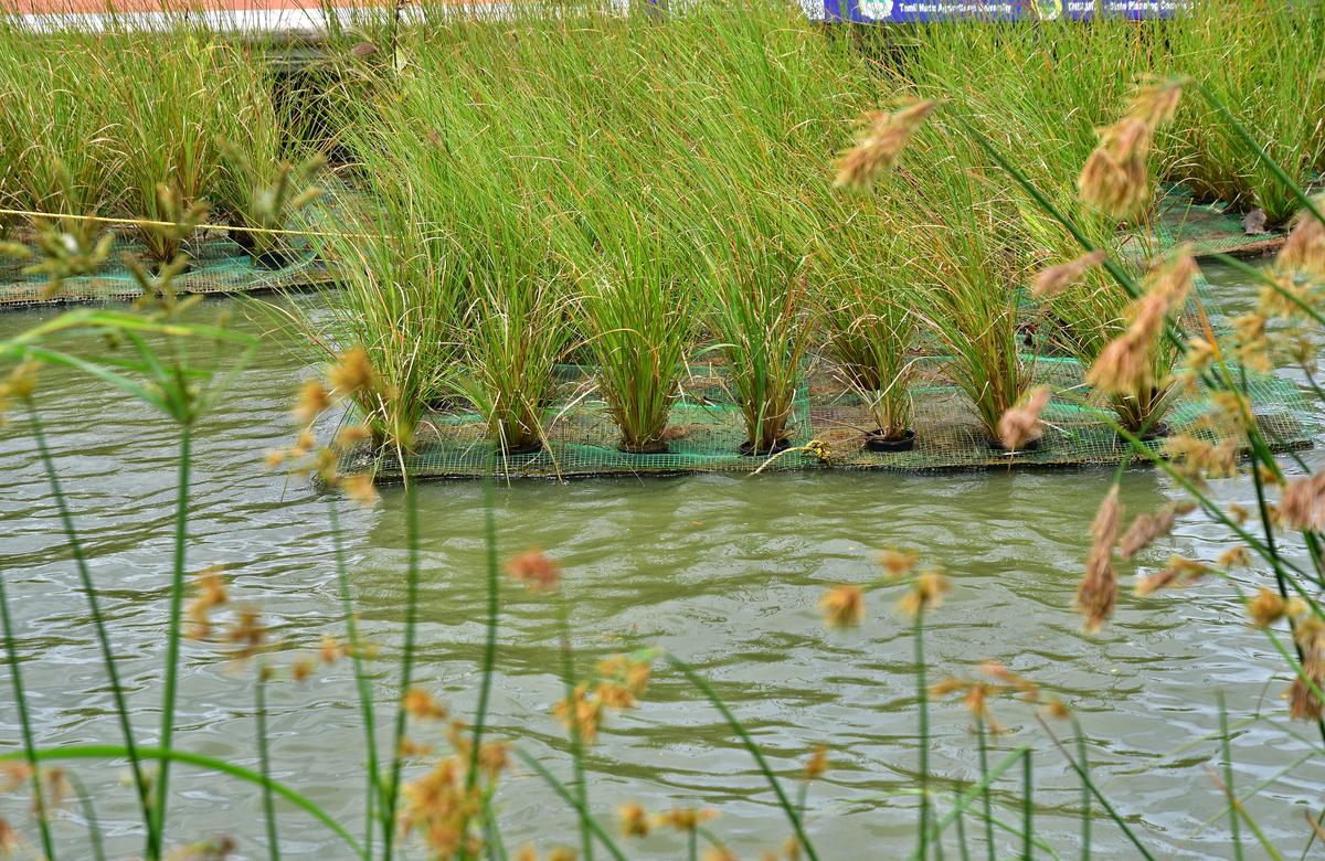 Vetiver roots as water filters