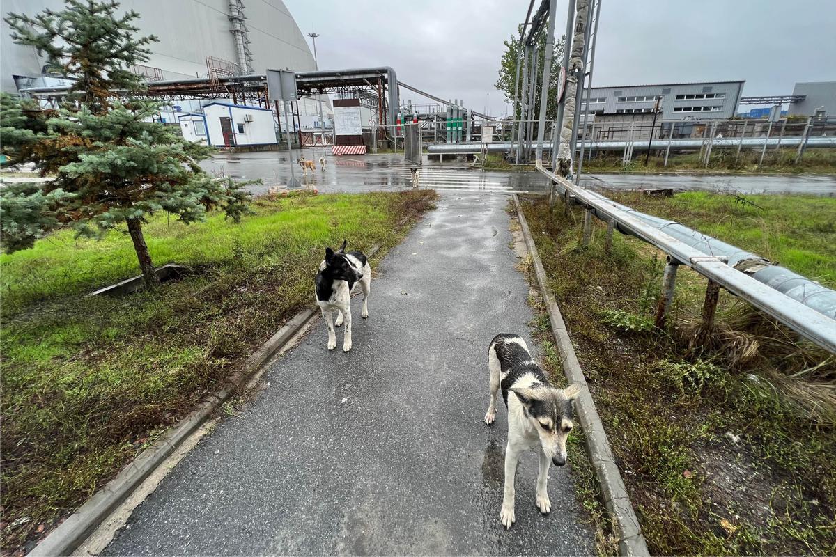 Researchers say most of the dogs they are studying appear to be descendants of pets that residents were forced to leave behind when they evacuated the area. Researchers say most of the dogs they are studying appear to be descendants of pets that residents were forced to leave behind when they evacuated the area.