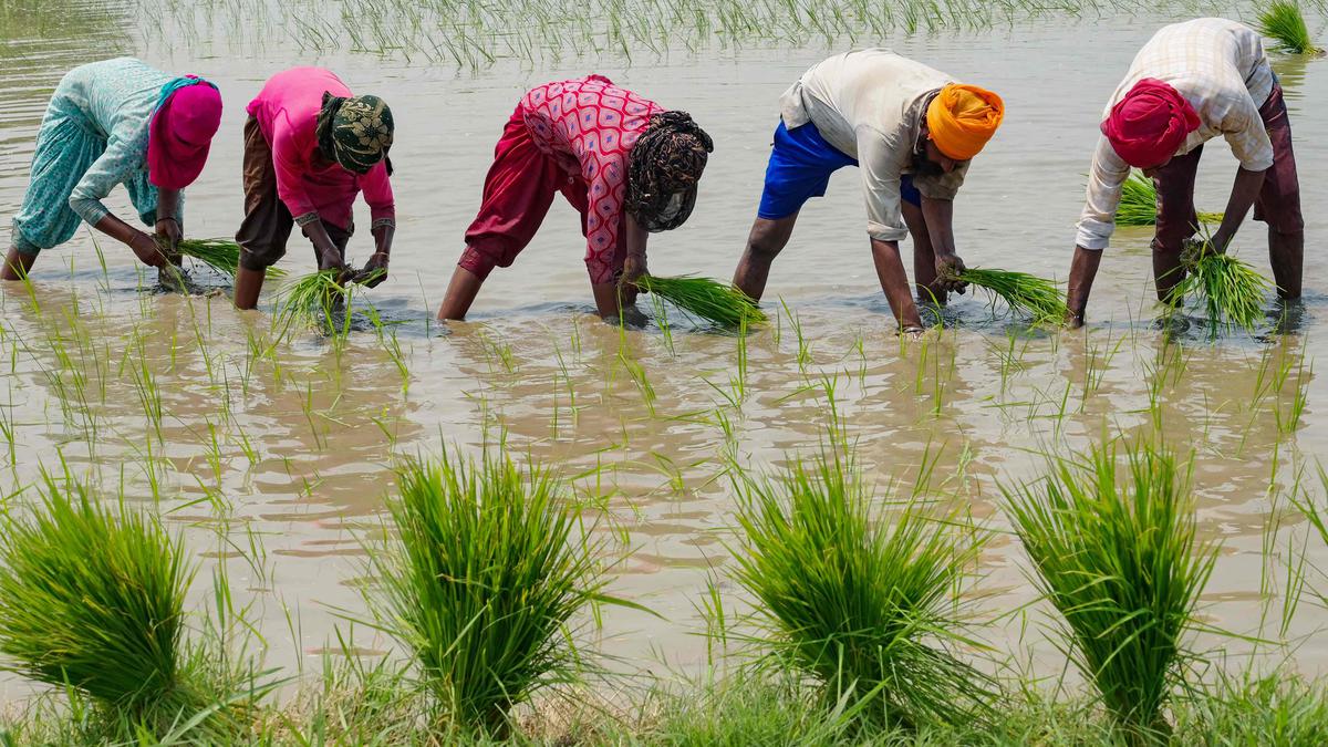 Explained | Understanding curbs on rice exports