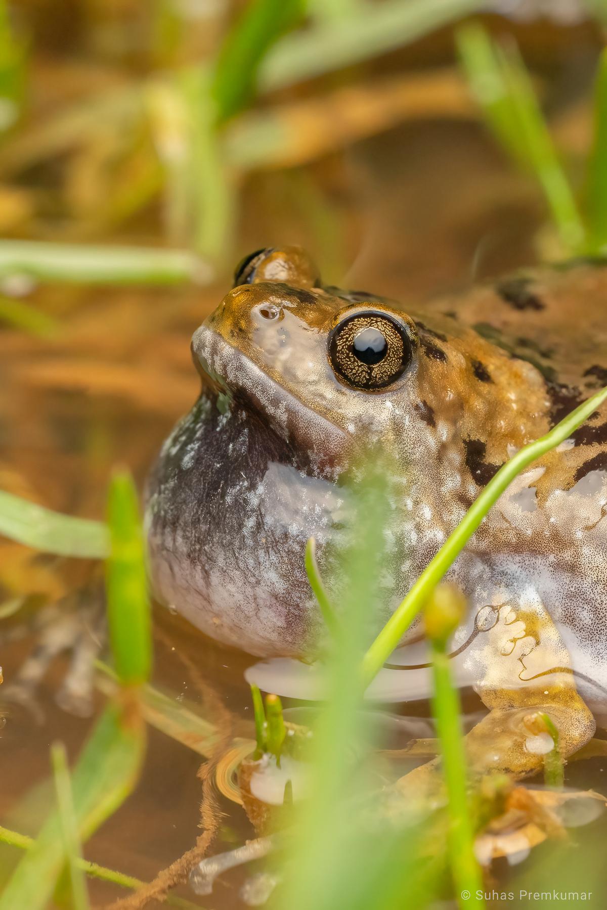 Uperodon Species