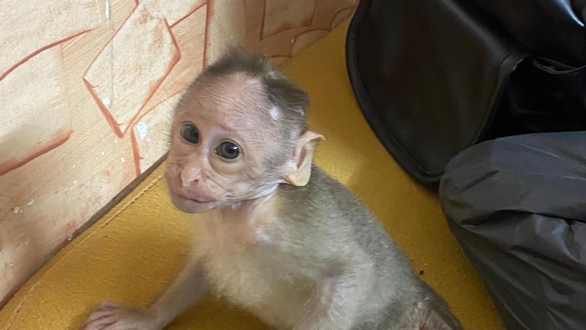 Veterinarian moves Madras High Court seeking custody of infant monkey