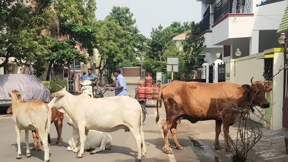 Cow and dog catchers of Chennai Corporation ask for better training, job permanency
