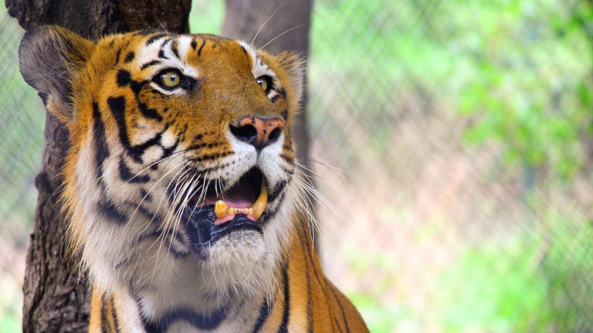 Rapid Response Team member injured in tiger attack