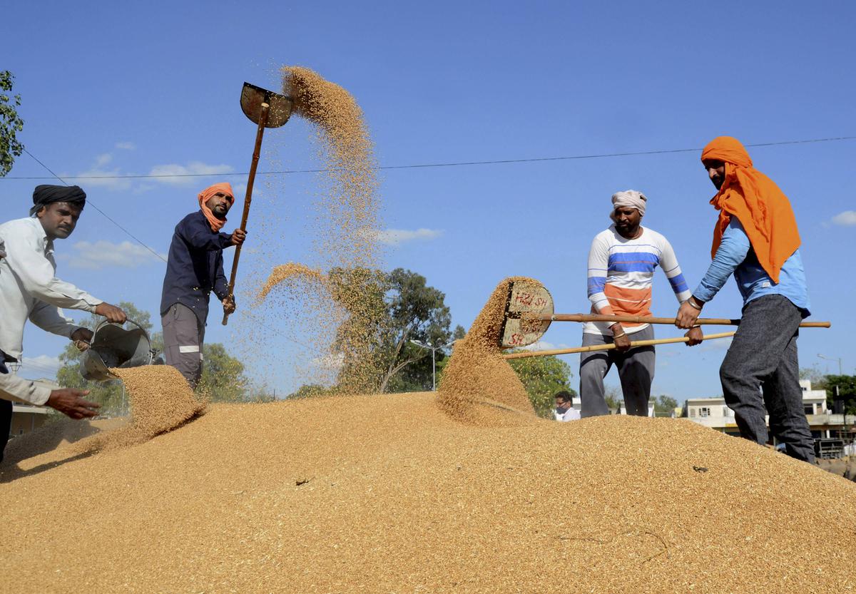 Amritsar: Workers scatter wheat for drying after heavy rains in the city, at a grain market in Amritsar, Friday, April 23, 2021.