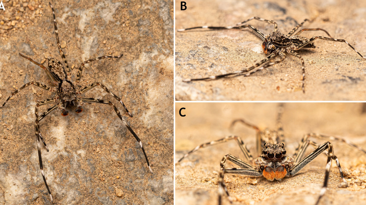 New jumping spider species discovered in southern India; possibly a first for rare genera, say researchers