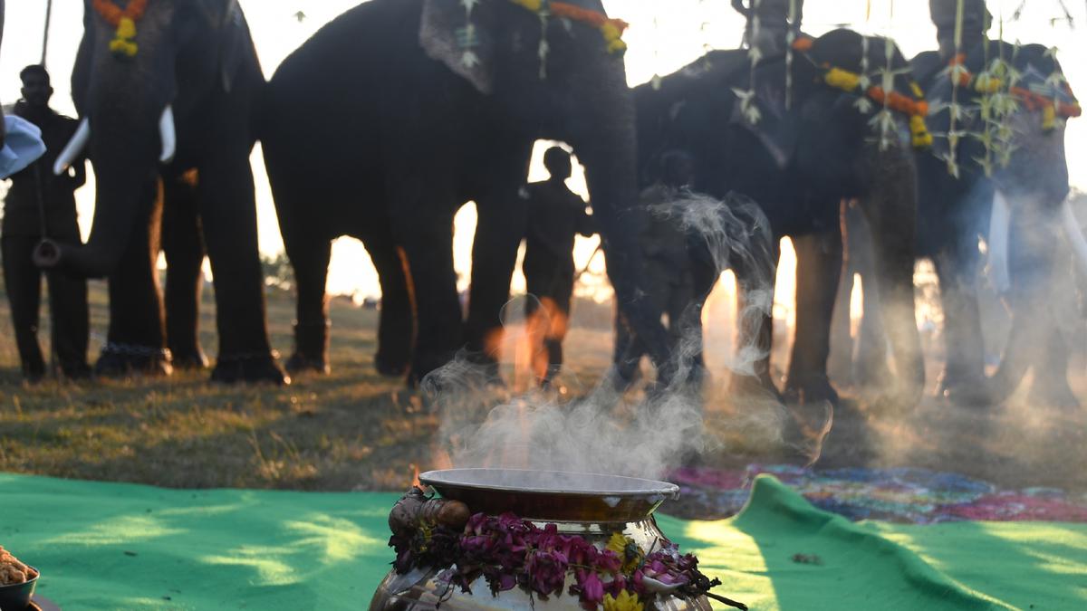 Pongal celebrations held at Theppakadu Elephant Camp