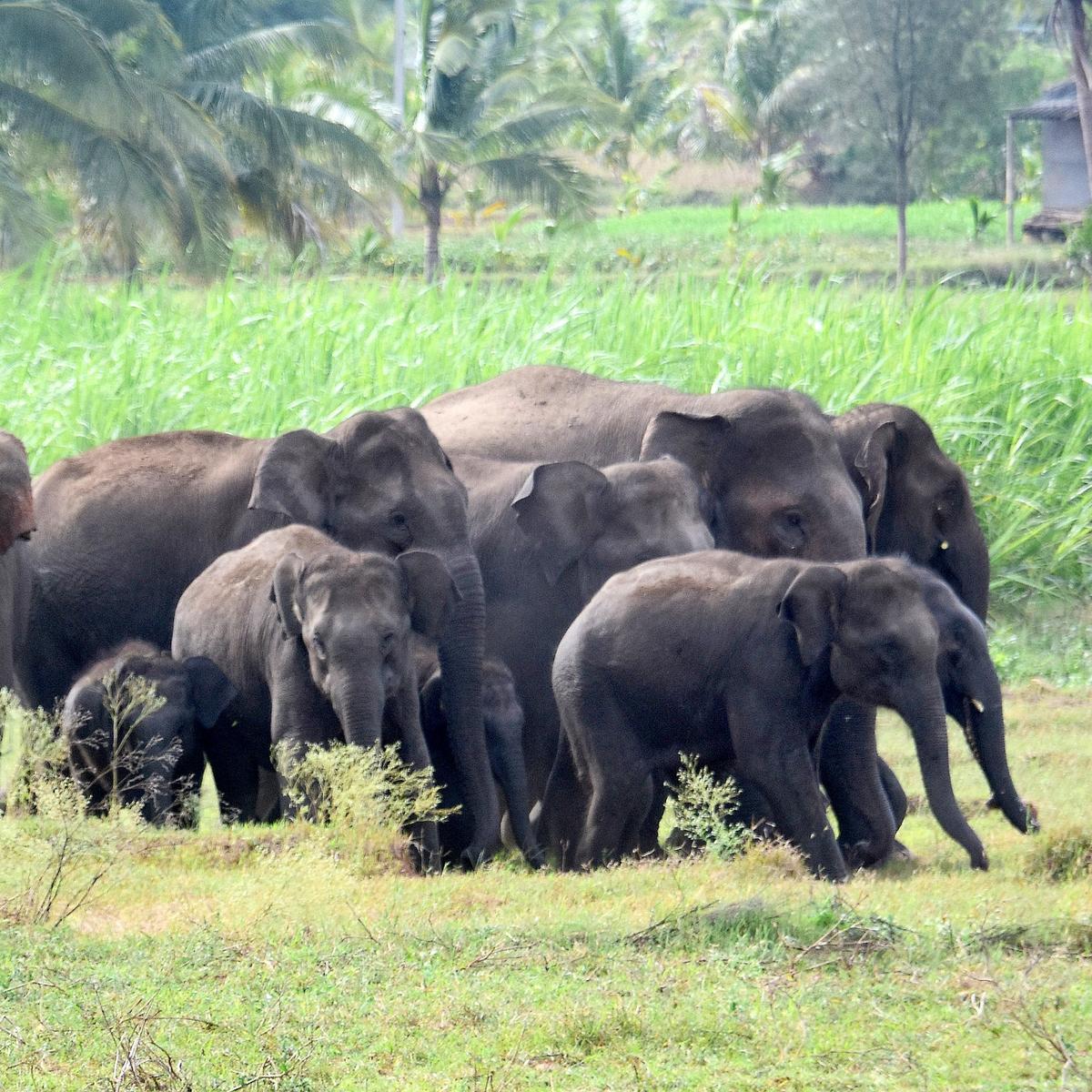 Karnataka farmers warn against resuming safari in Bandipur and Nagarahole, threaten  agitation - The Hindu