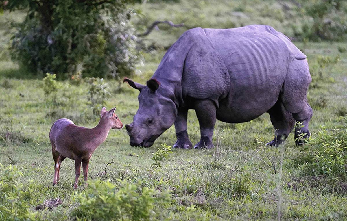Explained | Are rhino and elephant conservation efforts a success?