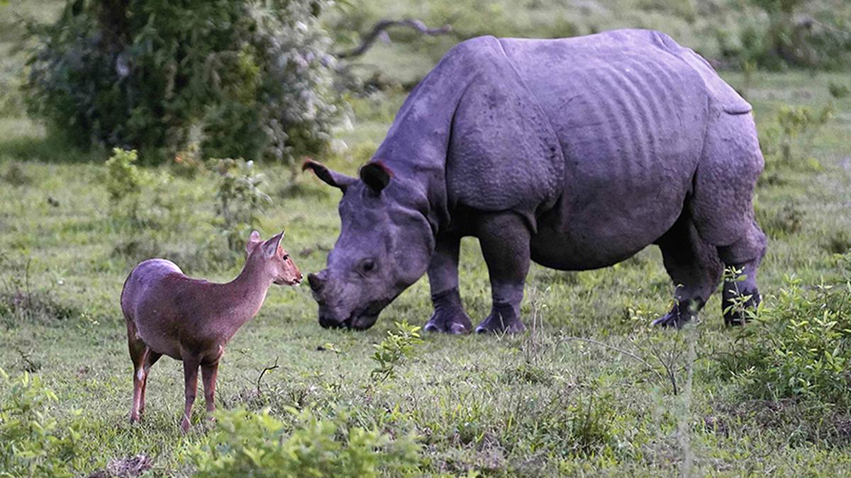 Explained | Are rhino and elephant conservation efforts a success?