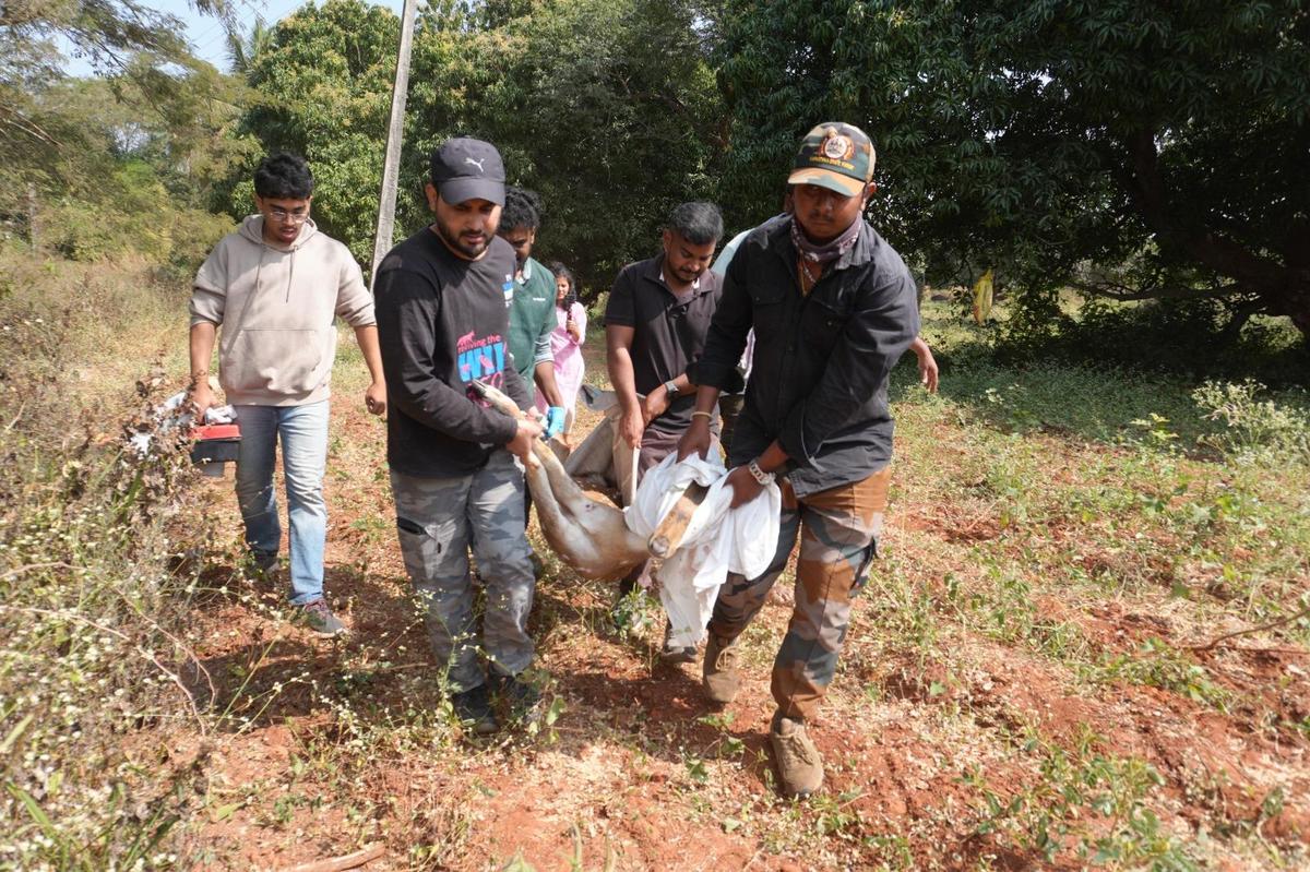 Acording to PfA Wildlife Hospital, spotted deer are among the most commonly rescued animals along the edges of Turahalli forest, often found injured after encountering dangers that arise when they stray out of forest zones.