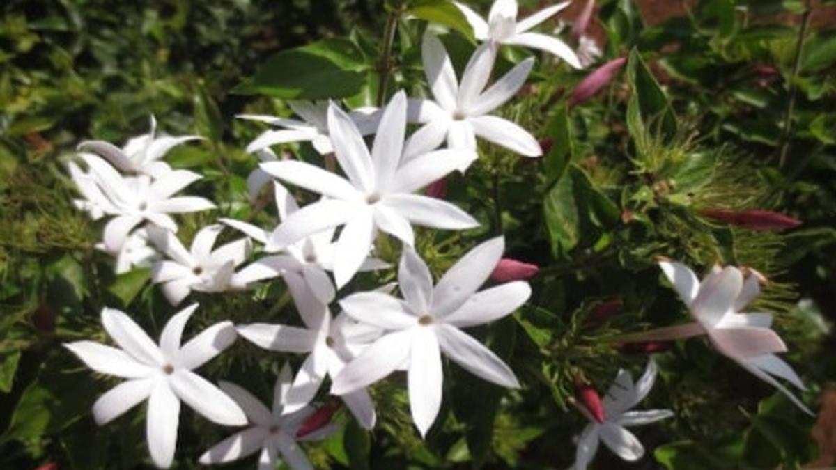 Farmers patronise new jasmine varieties of TNAU holding economic promise