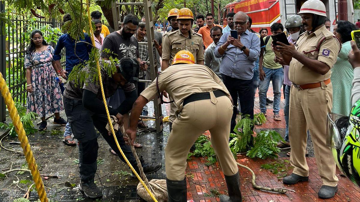 Mangaluru wildlife rescuers save 7-foot-long python from tree at Kadri Park