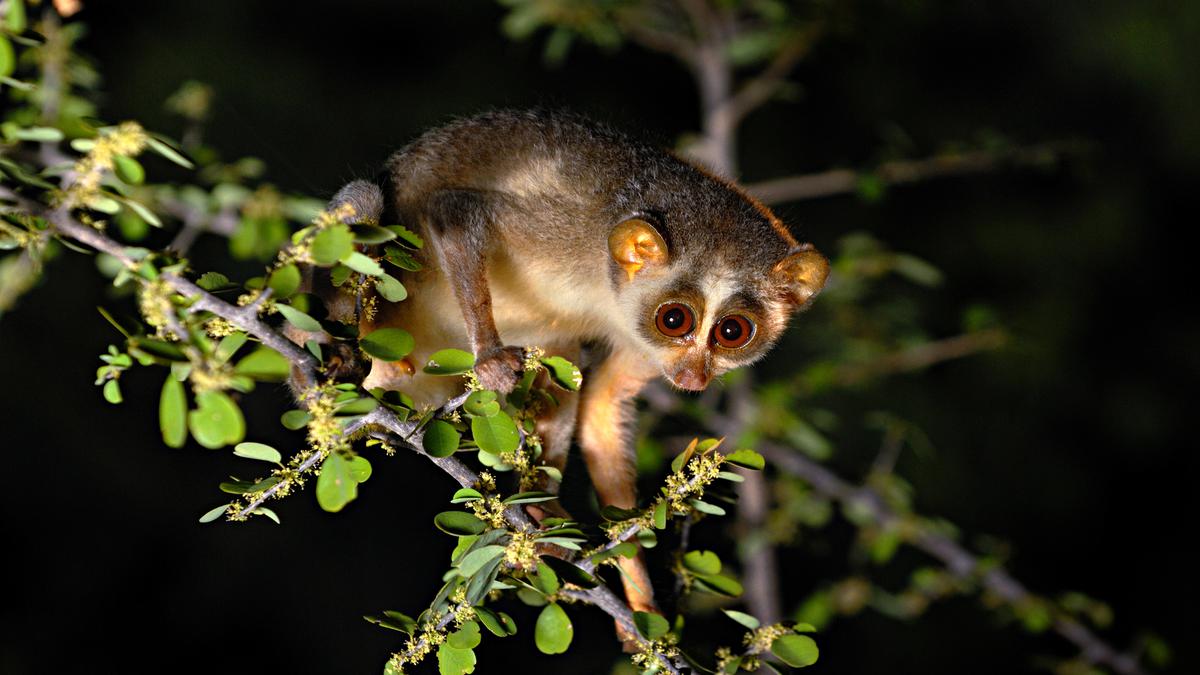 tamil-nadu-notifies-india-s-first-slender-loris-sanctuary-the-hindu