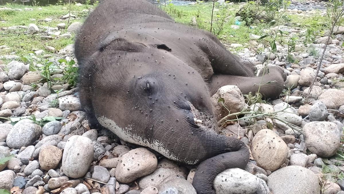 Elephant calf found dead in reserve forest near Coimbatore