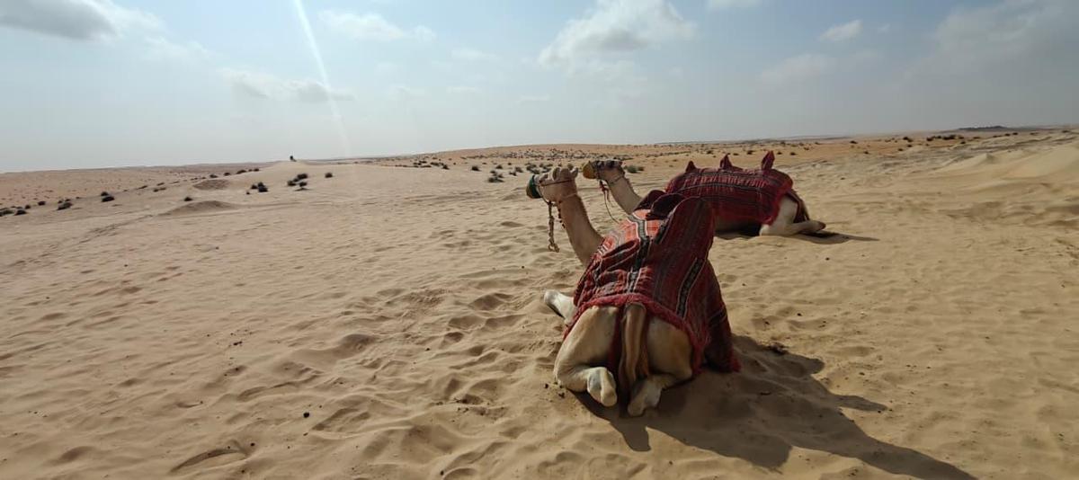 Al Dhafra desert in Abu Dhabi. Al Dhafra desert in Abu Dhabi.