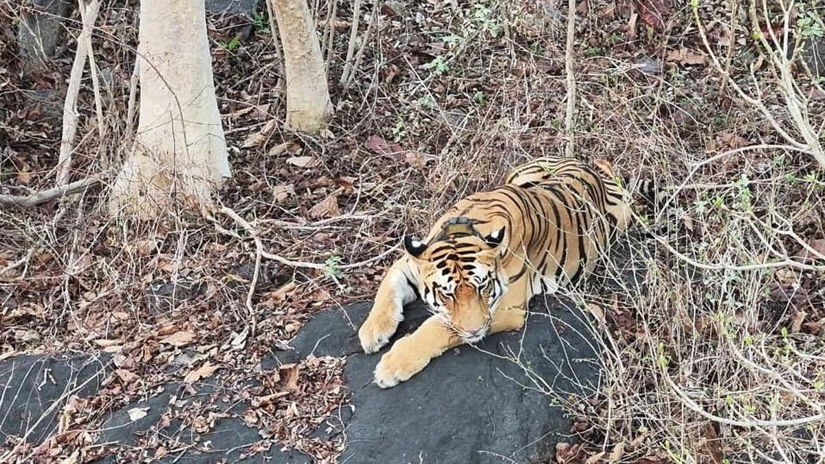 Maharastra tiger Explorer returns to East Godavari again