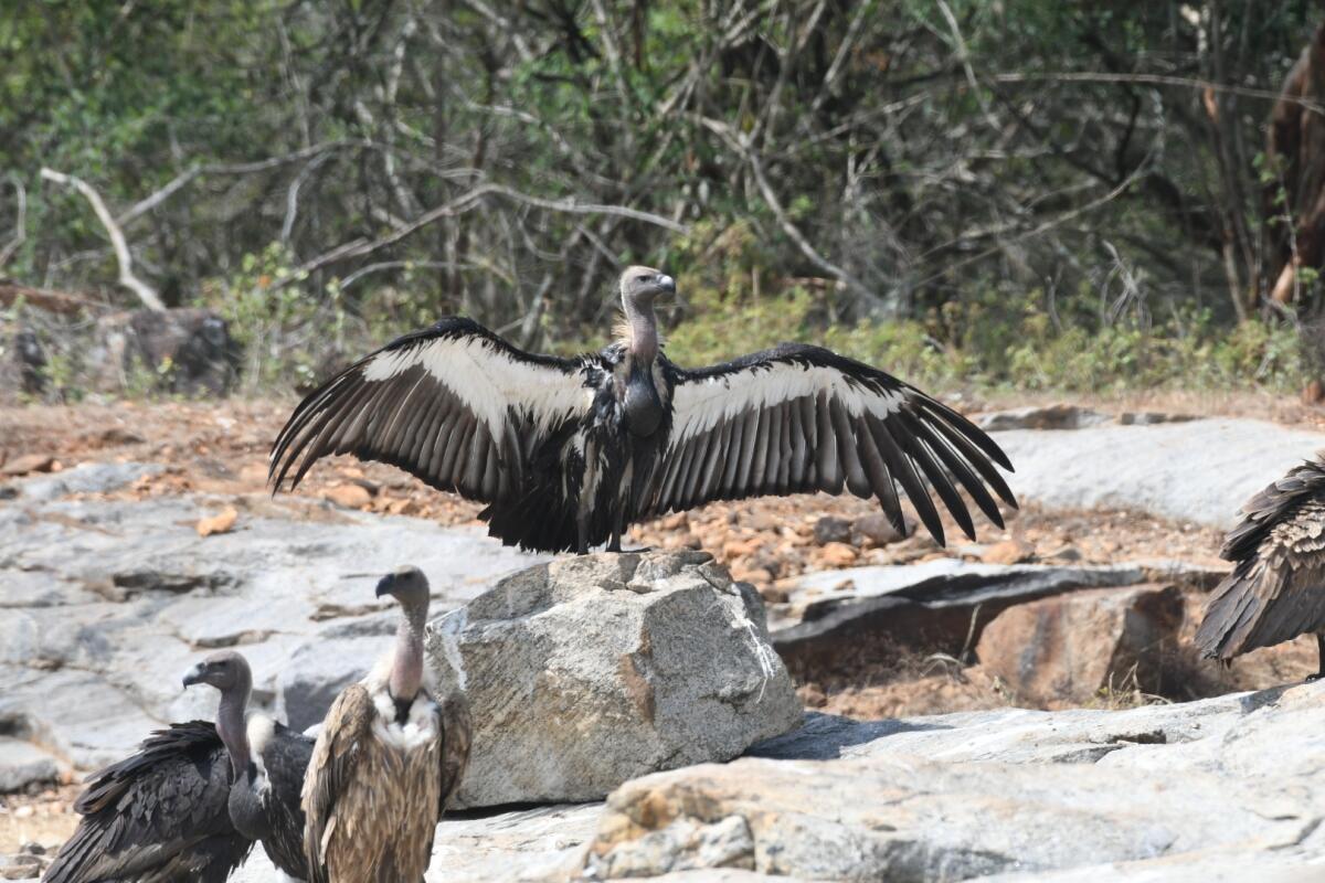 White-rumped vultures at the Mudumalai Tiger Reserve in Udhagamandalam, Tamil Nadu. File