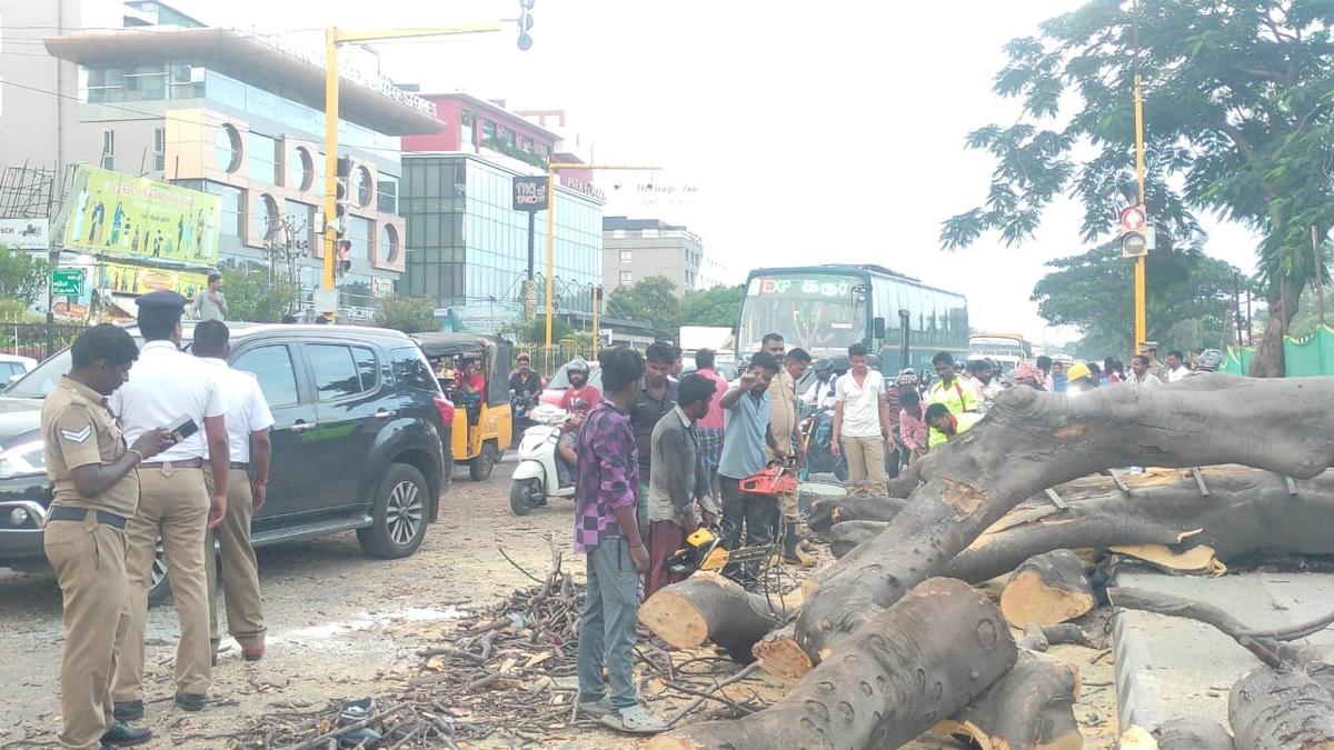 Man injured in tree fall on Dr. Nanjappa Road in Coimbatore