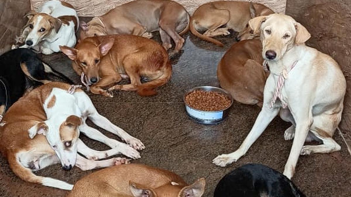Don’t villify people who feed stray dogs, say animal rights activists in Delhi