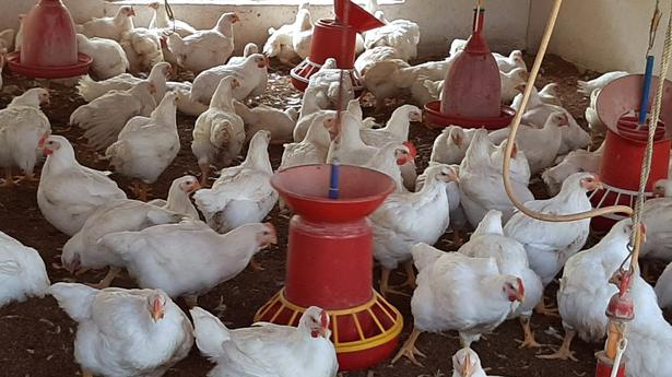 Licensing rules for dairy and poultry farms to be liberalised