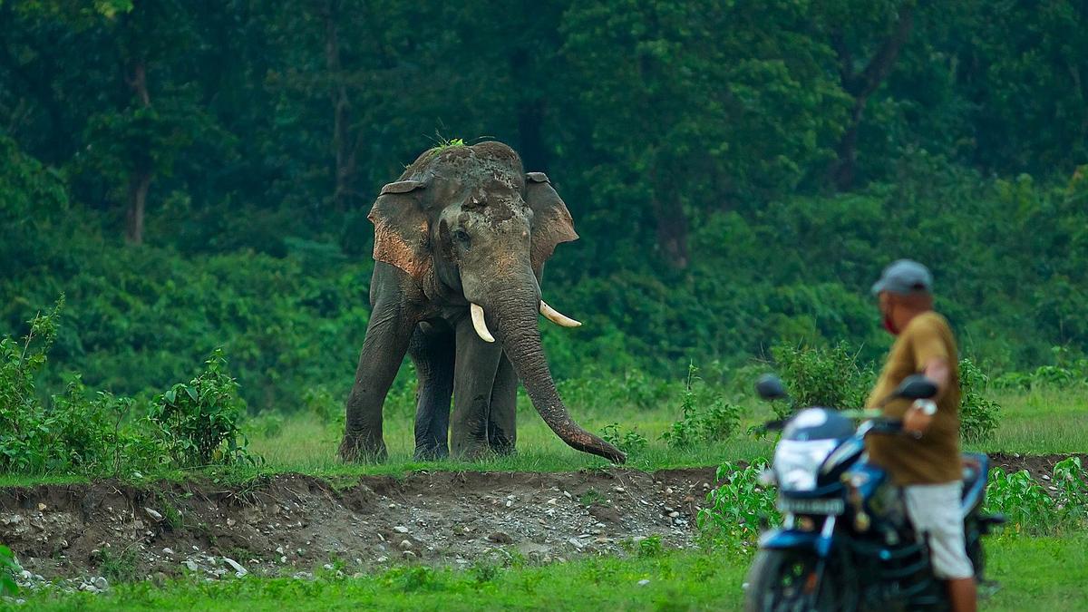 Transboundary elephant raids: Farmers in Bhutan leave croplands fallow