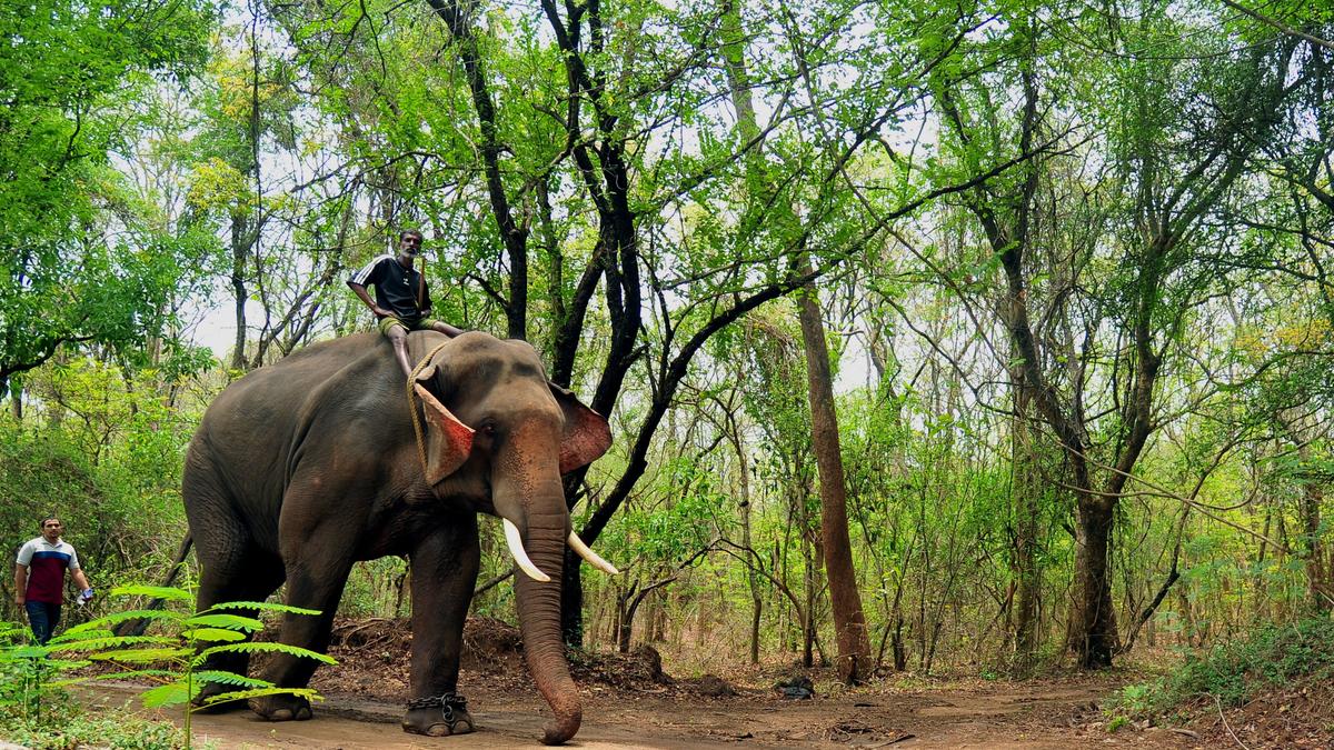 Railways to install optical fibre-based system to detect elephant crossing