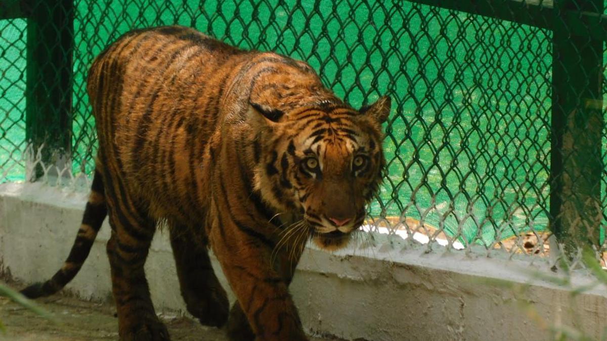 Rescued tiger released into large enclosure in ATR for rewilding