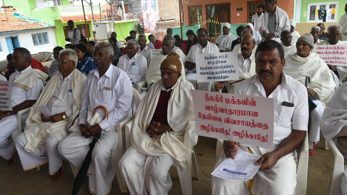 Edappadi Palaniswami claims nearly 85,000 small and marginal tea growers hit by crash in the price of green tea leaves