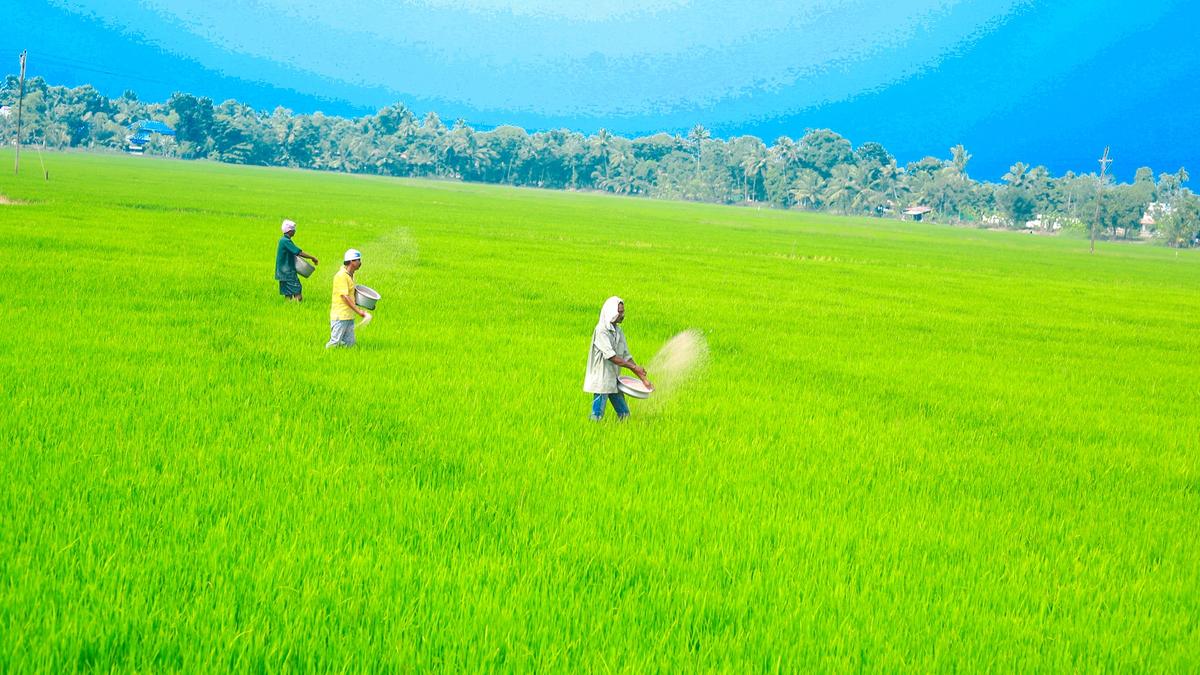 Kerala Centre for Pest Management issues alert over pest infestations in Kuttanad paddy fields