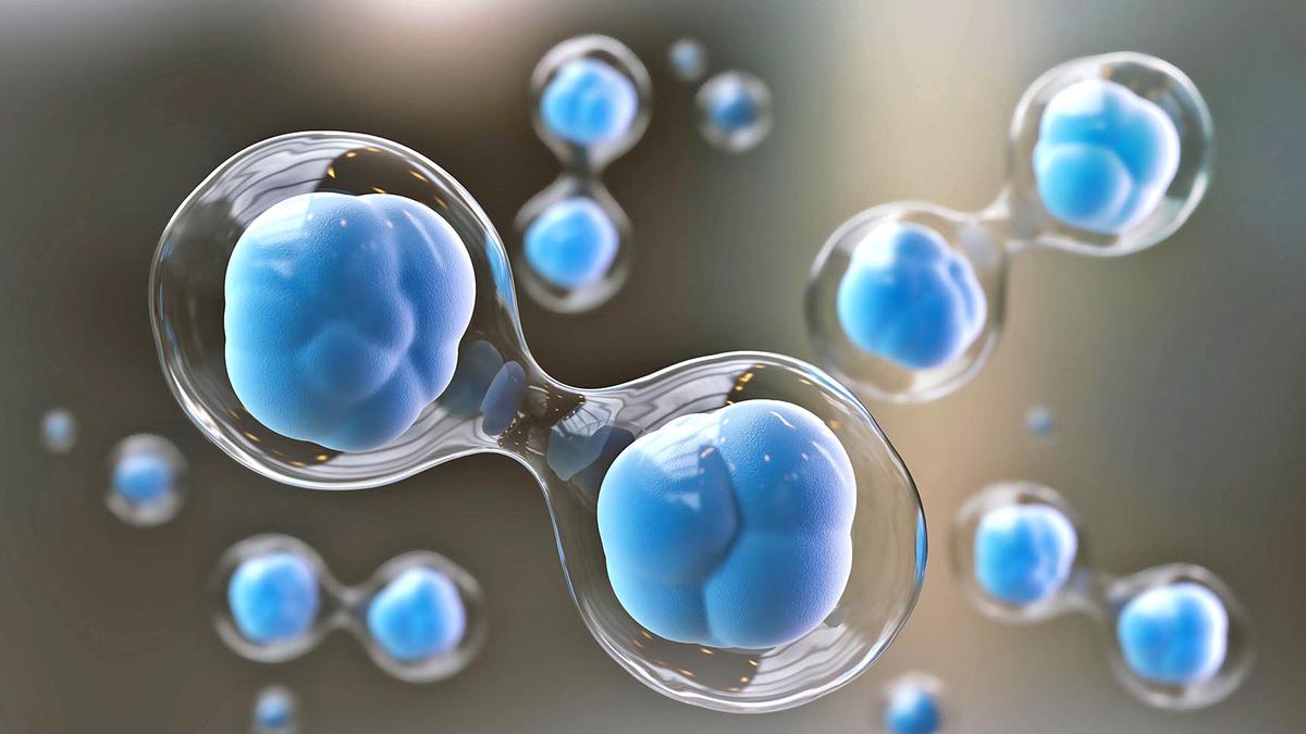 Les embryons humains synthétiques pourraient permettre des recherches au-delà de la limite de 14 jours, mais cela soulève des questions éthiques